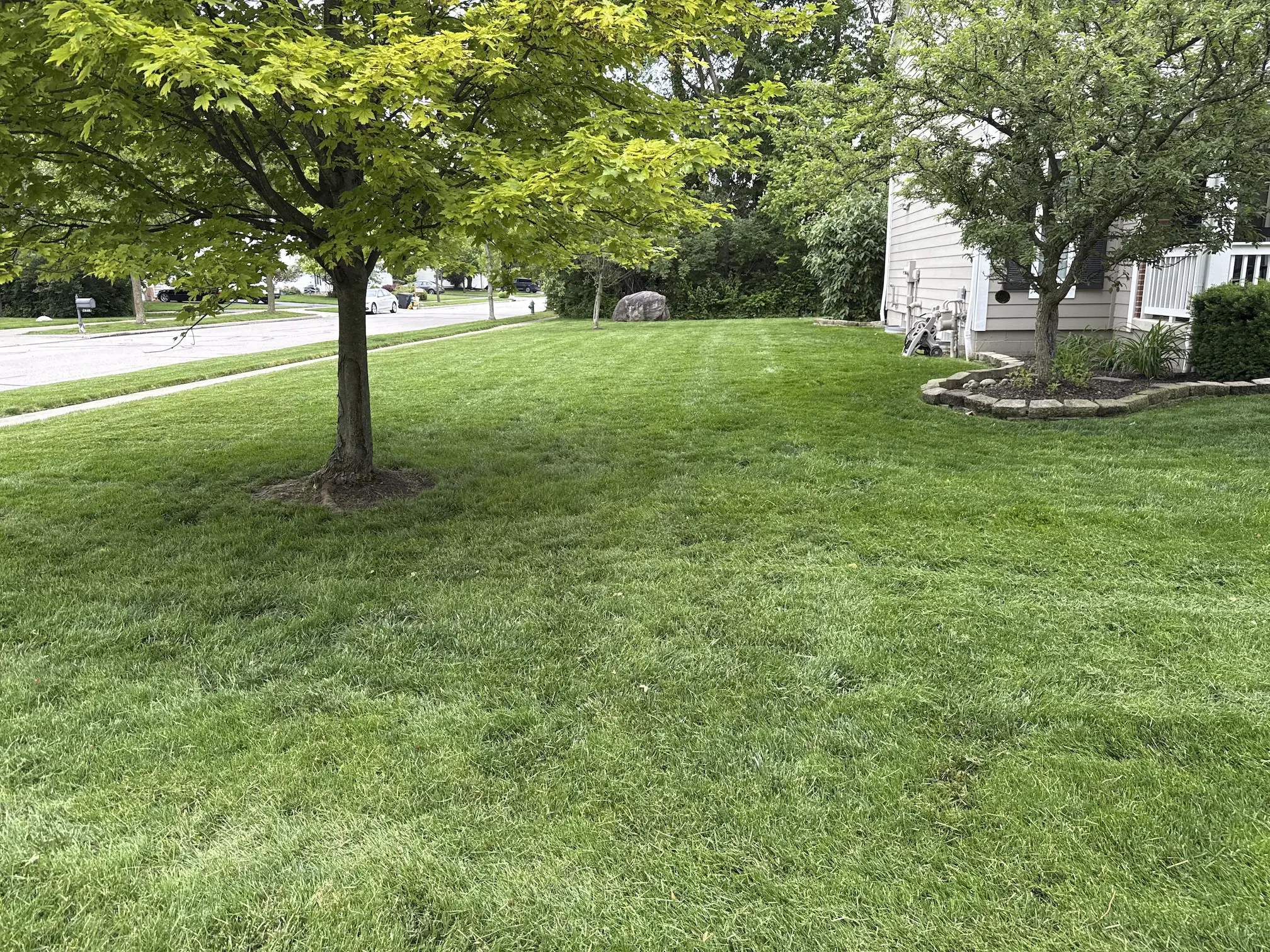 Thicker and greener lawn after renewal treatment