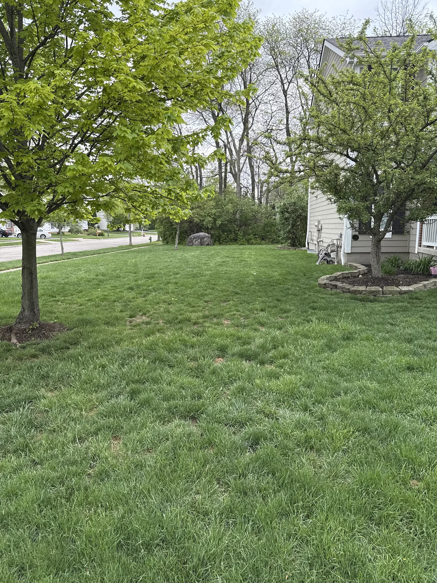 Thin and patchy lawn before renewal treatment