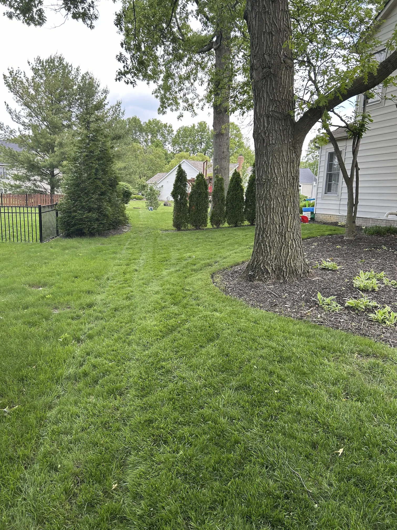 Worn lawn with bare areas before service