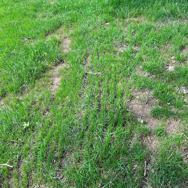 New grass seedlings visible two weeks after slit seeding