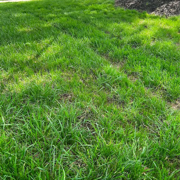 Grass filling in four weeks after slit seeding