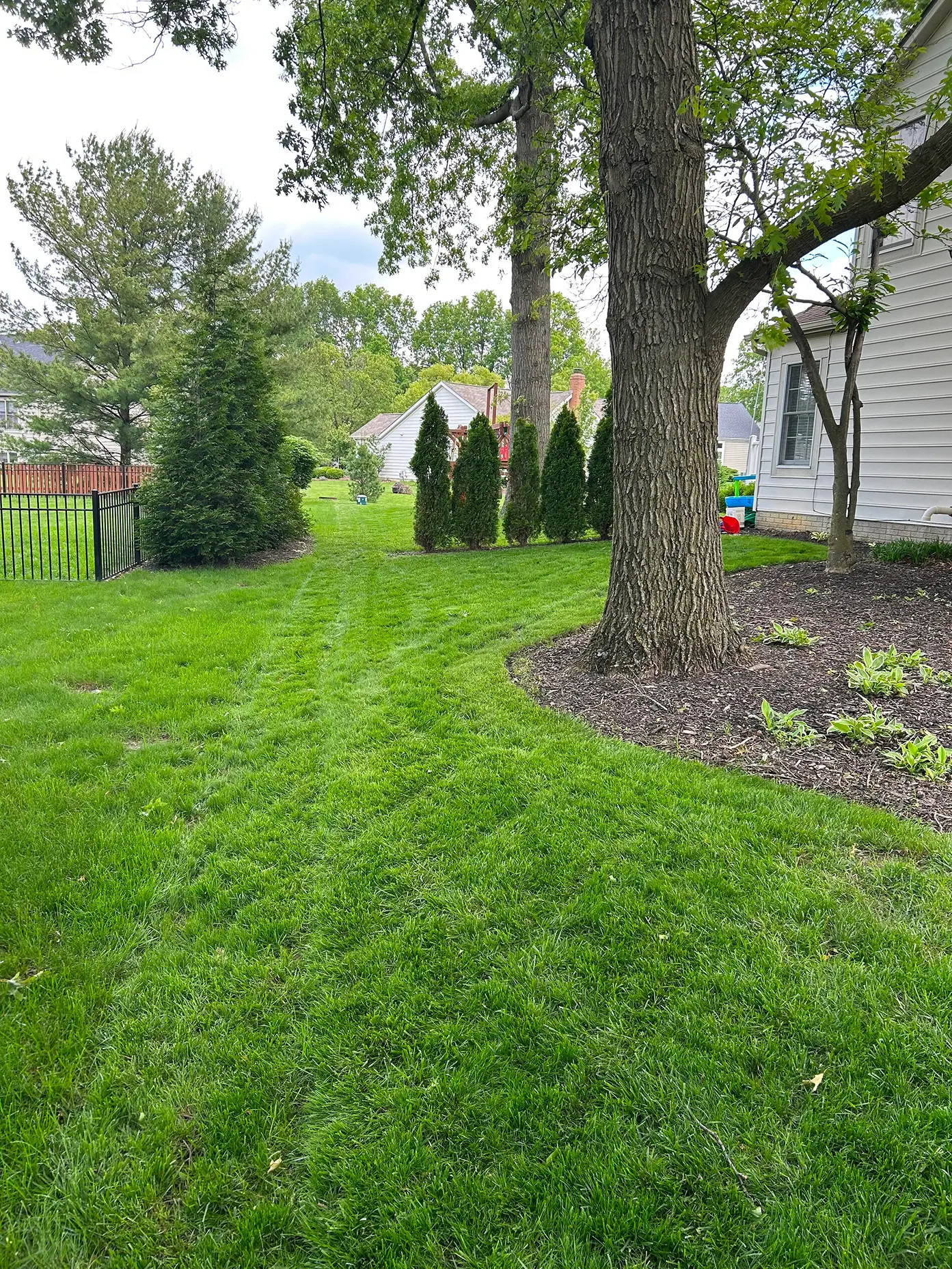 Dense healthy grass after slit seeding service in Columbus Ohio