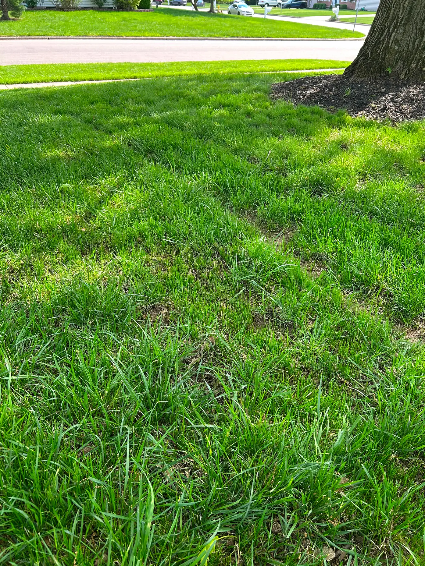 Thicker green lawn after slit seeding in Columbus Ohio