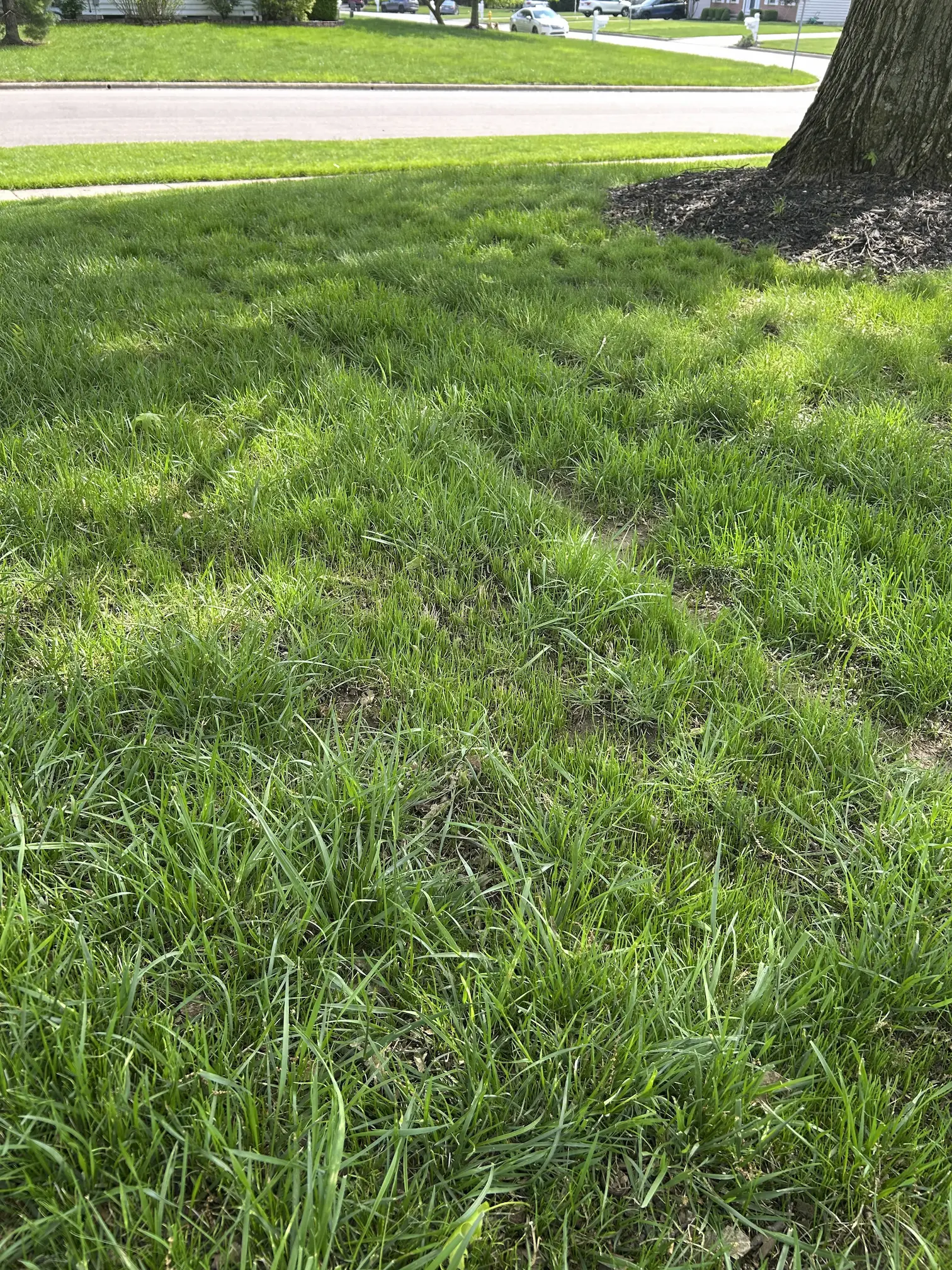 Dense green lawn after dethatching and seeding