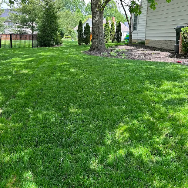 Thicker green lawn after slit seeding in Columbus Ohio