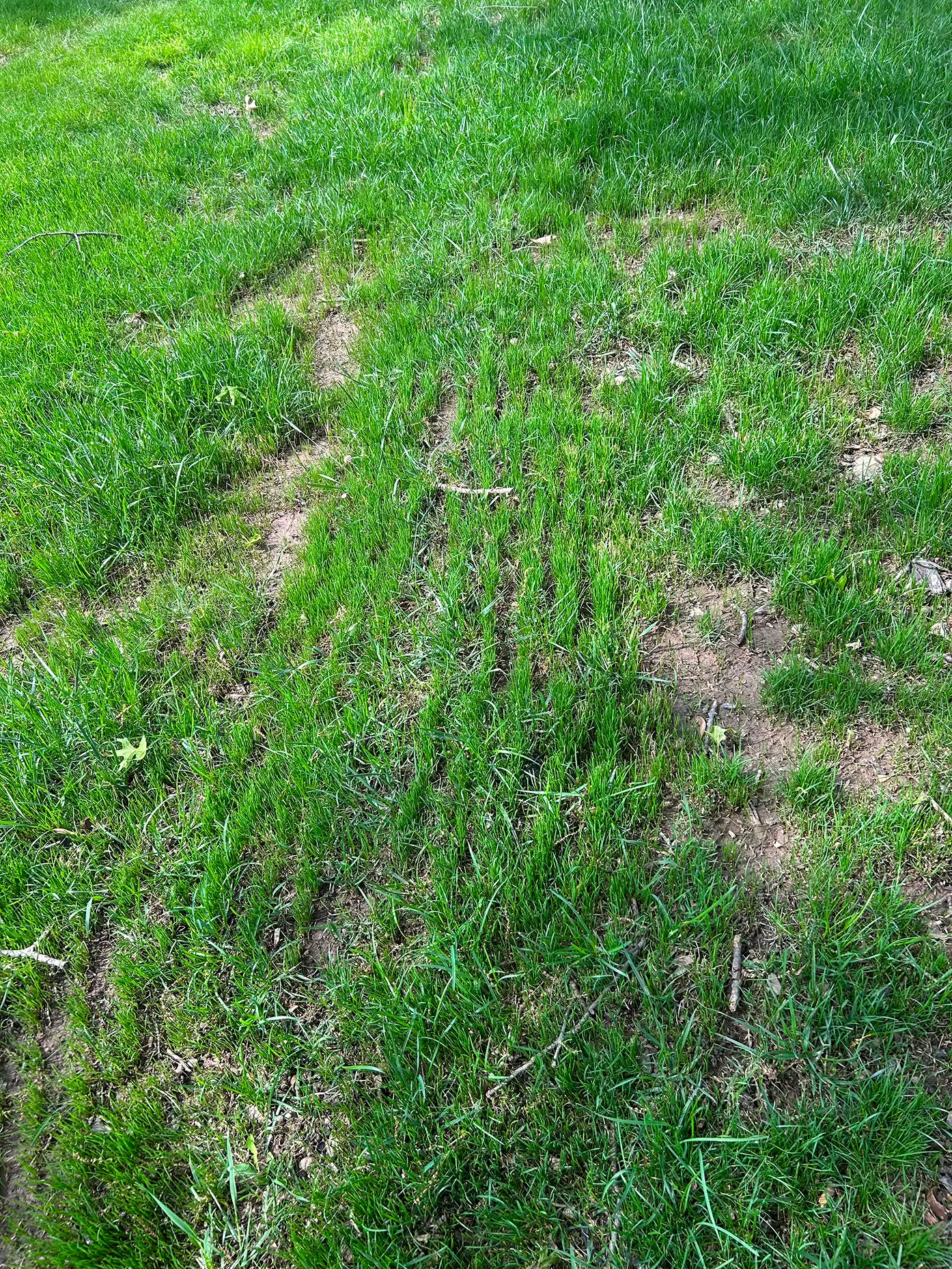 Thin and damaged lawn before slit seeding in Columbus Ohio