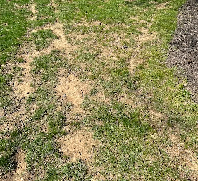 Thin lawn with bare areas before slit seeding in Columbus Ohio